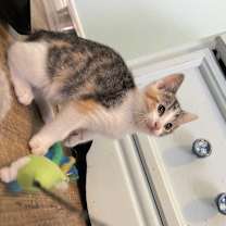 Thumbnail photo of Cleo #2
