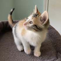 Thumbnail photo of Cleo #3
