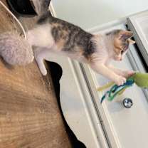 Thumbnail photo of Cleo #4