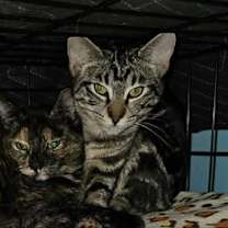 Thumbnail photo of Cagney #3