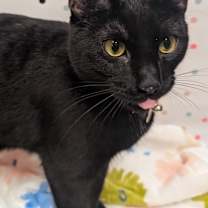 Thumbnail photo of Willow #3