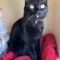 Thumbnail photo of Binx 🪄 (Flower) #1