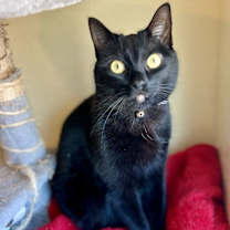 Thumbnail photo of Binx 🪄 (Flower) #3