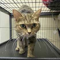 Thumbnail photo of Cilka #4