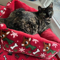 Thumbnail photo of TOODLES aka TOOTSIE ROLL #2