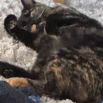 Thumbnail photo of TOODLES aka TOOTSIE ROLL #3