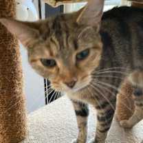 Thumbnail photo of Hazel #2