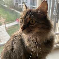 Thumbnail photo of Luna #1
