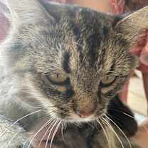 Thumbnail photo of Luna #2
