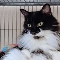 Thumbnail photo of 6812 Layla #1