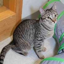 Thumbnail photo of Woodstock #1