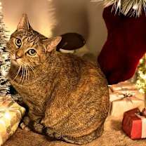 Thumbnail photo of Frigg #3