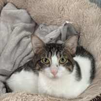 Thumbnail photo of Davinci #3