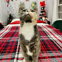 Thumbnail photo of Cannoli #3