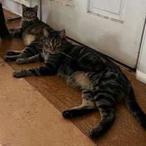 Thumbnail photo of Indy and Sweetie #2