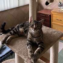 Thumbnail photo of Indy and Sweetie #3