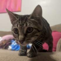 Thumbnail photo of Mazie #4