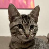 Thumbnail photo of Mazie #1