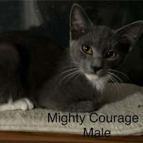 Thumbnail photo of Mighty Courage #4