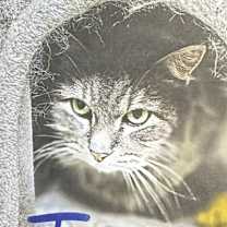 Thumbnail photo of Tommy #1