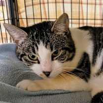 Thumbnail photo of 6665 Arnie #2