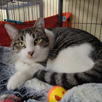 Thumbnail photo of 6665 Arnie #4