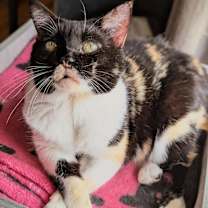 Thumbnail photo of Lady Mae #1