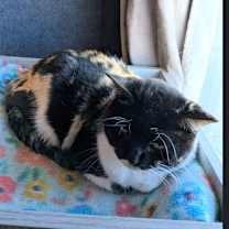 Thumbnail photo of Lady Mae #2