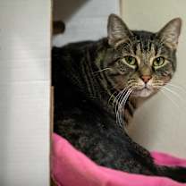 Thumbnail photo of Boyd #1