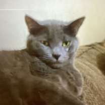 Thumbnail photo of BENNIE #2