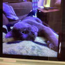 Thumbnail photo of BENNIE #4