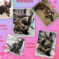 Thumbnail photo of Narayan #4