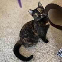 Thumbnail photo of Phantasia #2