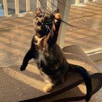 Thumbnail photo of Phantasia #4