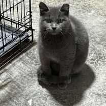 Thumbnail photo of Sterling #1