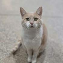 Thumbnail photo of Olive #1