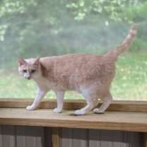 Thumbnail photo of Olive #2