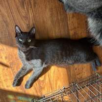 Thumbnail photo of Curtis #1