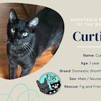 Thumbnail photo of Curtis #2