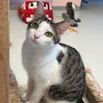 Thumbnail photo of Beazley #4