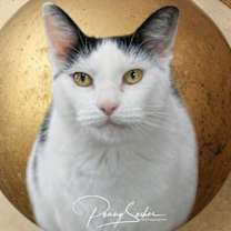 Thumbnail photo of Pedro #3