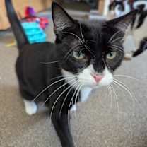 Thumbnail photo of Batman #3