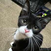 Thumbnail photo of Batman #4