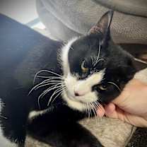 Thumbnail photo of Marisol and Maximus #2