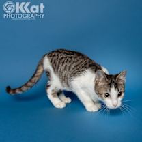 Thumbnail photo of Rocket #2