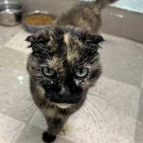 Thumbnail photo of Chai #2