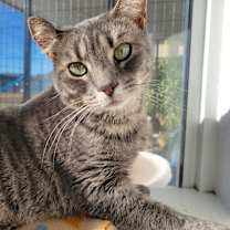 Thumbnail photo of 5714 Pixie #1