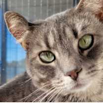 Thumbnail photo of 5714 Pixie #2