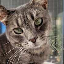 Thumbnail photo of 5714 Pixie #3