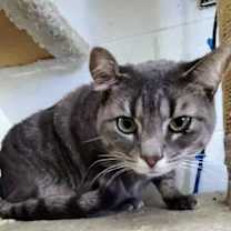 Thumbnail photo of 5714 Pixie #4